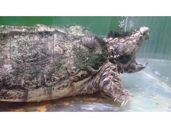 i008990235_349-262 東京タワー水族館_20160120_1