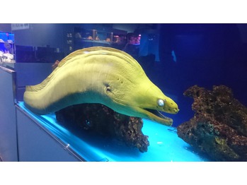 i008990246_349-262 東京タワー水族館_20160120_2