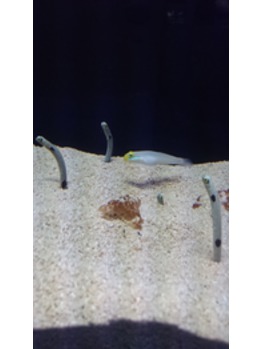 i008990269_349-262 東京タワー水族館_20160120_3