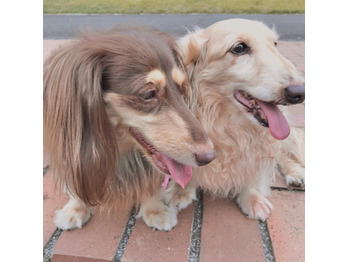 実家の愛犬です！_20200321_1