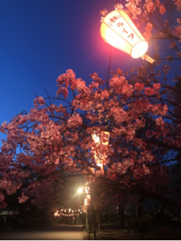 i045118041_349-262-2 寒い寒い夜桜はとっても綺麗でした!_20200325_2