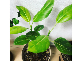 i045939944_349-262 良い季節_20200418_1