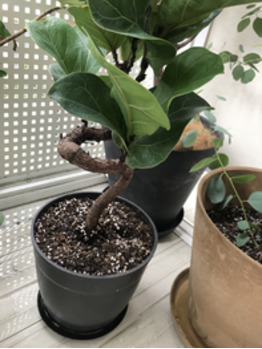 カシワバゴムの木_20200723_2