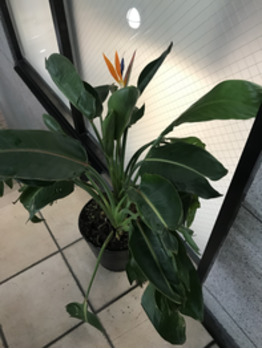 i050425139_349-262-1 お花が咲きました_20200911_1