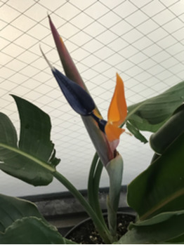 i050425152_349-262-1 お花が咲きました_20200911_2