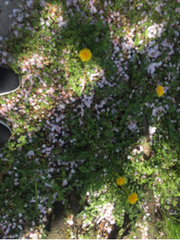 お散歩  ☆_20200415_1