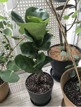 カシワバゴムの木_20200723_1