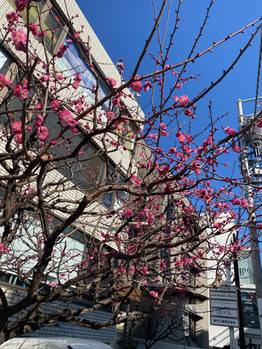 i055386143_349-262 原宿にも梅がキレイに咲いています_20210129_1