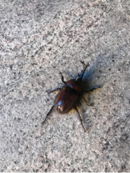 8月のお休み_20200810_1