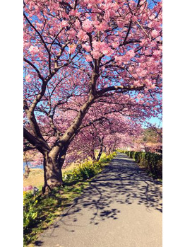 i043551857_349-262 ひと足早い春を見てきました~^^_20200206_1