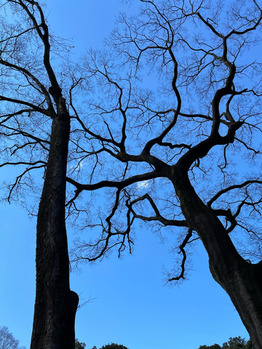 明治神宮で下から見上げてみたら^^_20210125_1