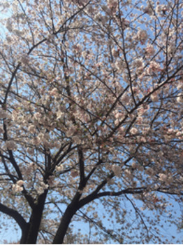 お散歩  ☆_20200415_2