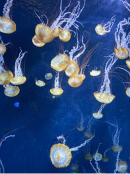 えのすい^ ^_20211130_1