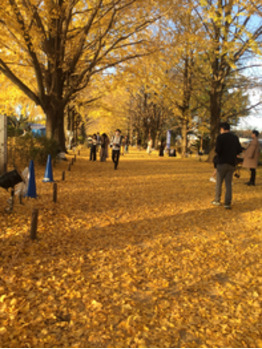 黄葉見に行ってきました_20201120_1