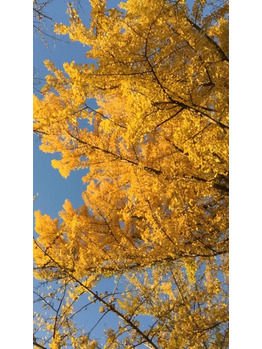 黄葉見に行ってきました_20201120_2