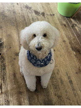 マイペット_20220716_1