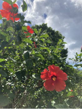 徳之島_20221009_1