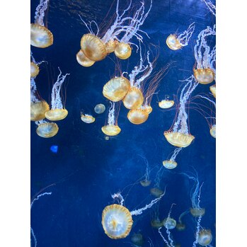 えのすい^ ^_20211130_1