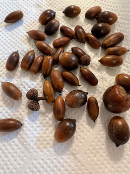 どんぐり拾い遠足_20221020_1