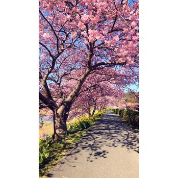 i043551857 ひと足早い春を見てきました~^^_20200206_1