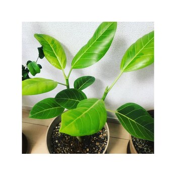 i045939944 良い季節_20200418_1