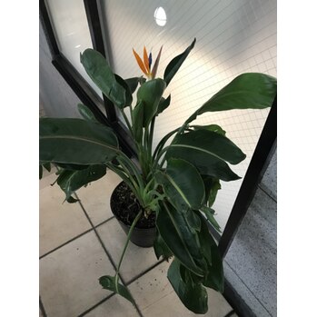 i050425139 お花が咲きました_20200911_1