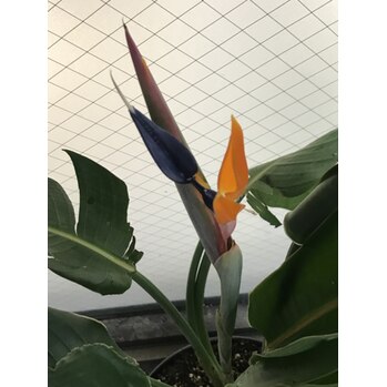 i050425152 お花が咲きました_20200911_2