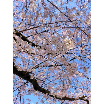 i071651447 新しいスタッフが増えました!_20220402_1