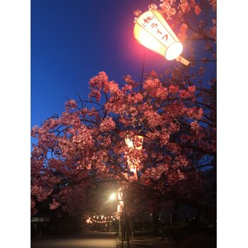 i045118041 寒い寒い夜桜はとっても綺麗でした!_20200325_2