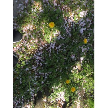 お散歩  ☆_20200415_1