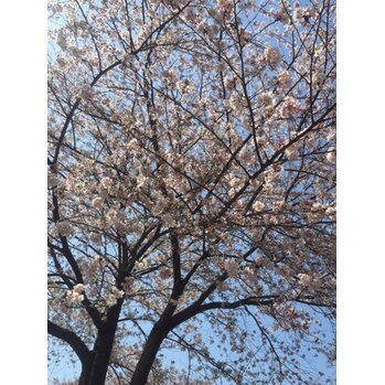 お散歩  ☆_20200415_2