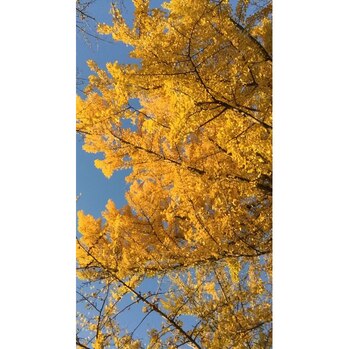 黄葉見に行ってきました_20201120_2