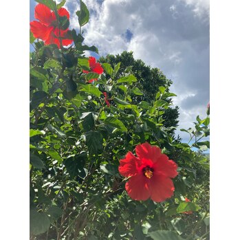 徳之島_20221009_1