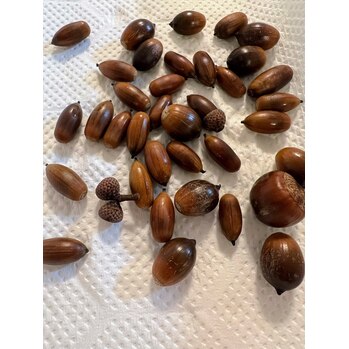 どんぐり拾い遠足_20221020_1