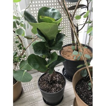 カシワバゴムの木_20200723_1