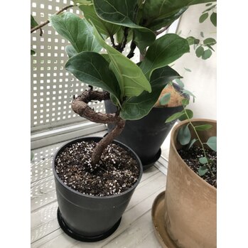 カシワバゴムの木_20200723_2